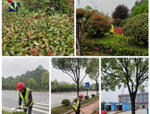 广水绿化花卉苗木批发市场