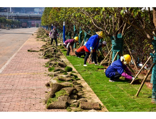 灾后重建绿化工程建议
